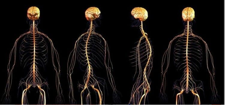 sistema nervioso 7