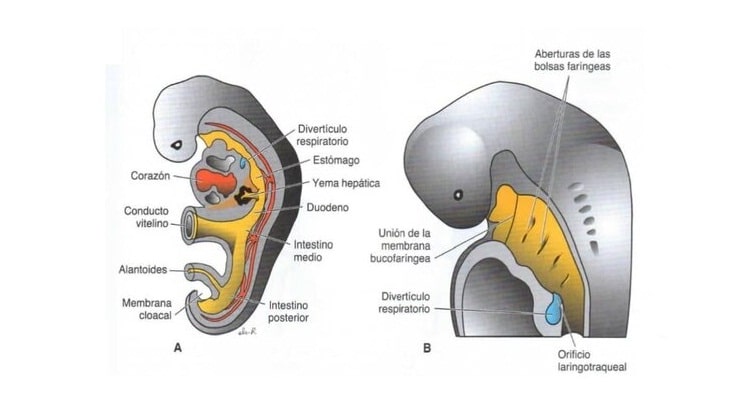 sistema respiratorio 1