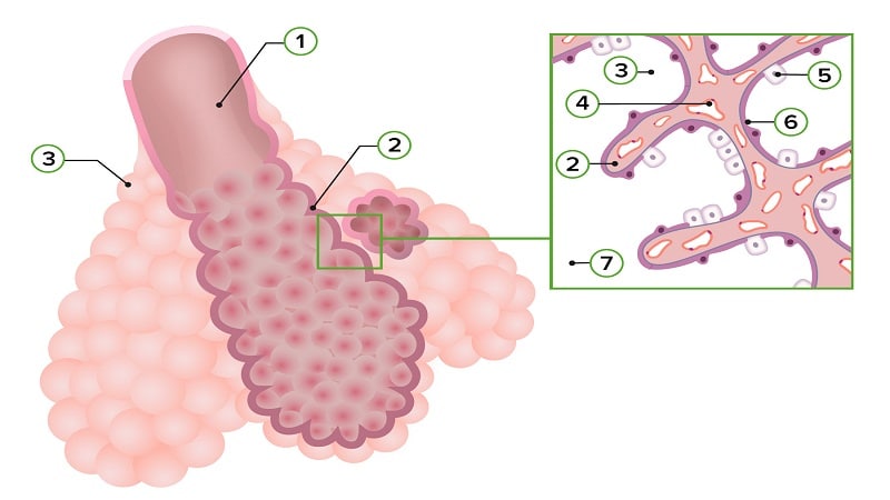 sistema respiratorio 2