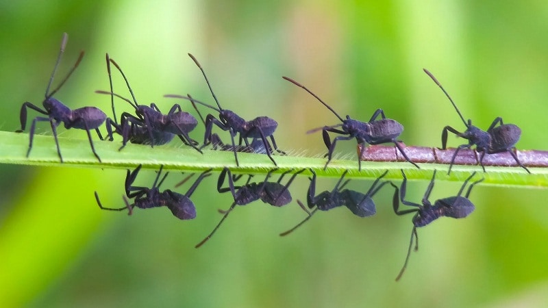 supervivencia de los insectos