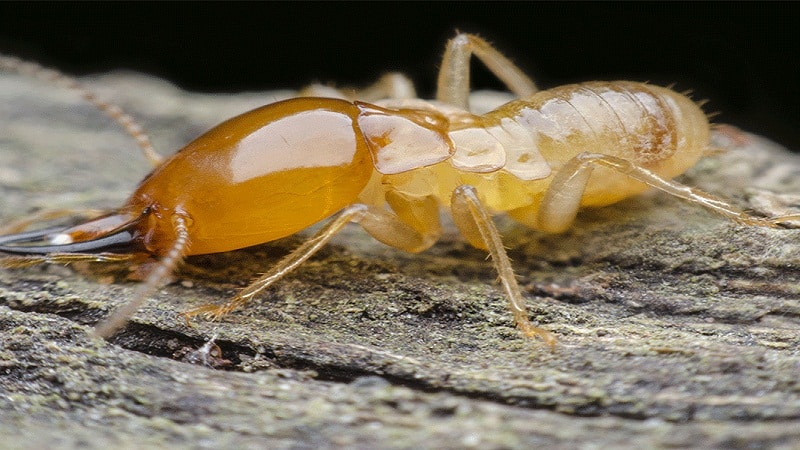 termita destructivas