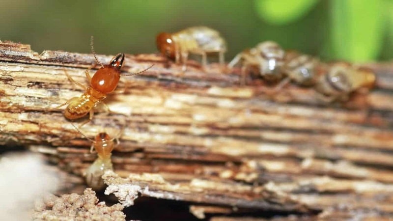 termitas destructivas