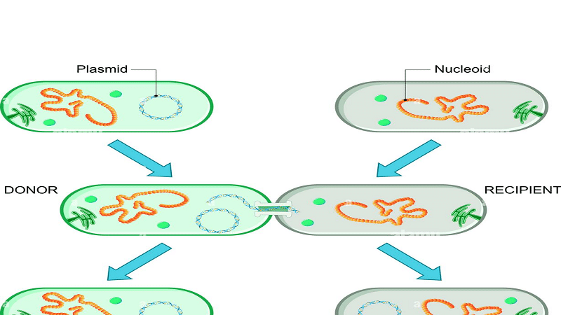 transferencia horizontal de genes