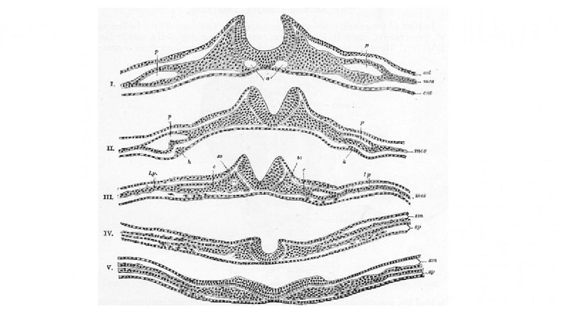 tubo neural 1