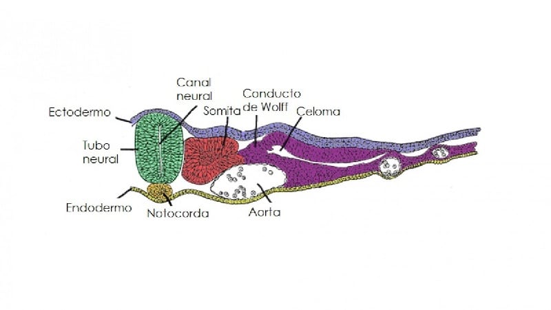 tubo neural 2