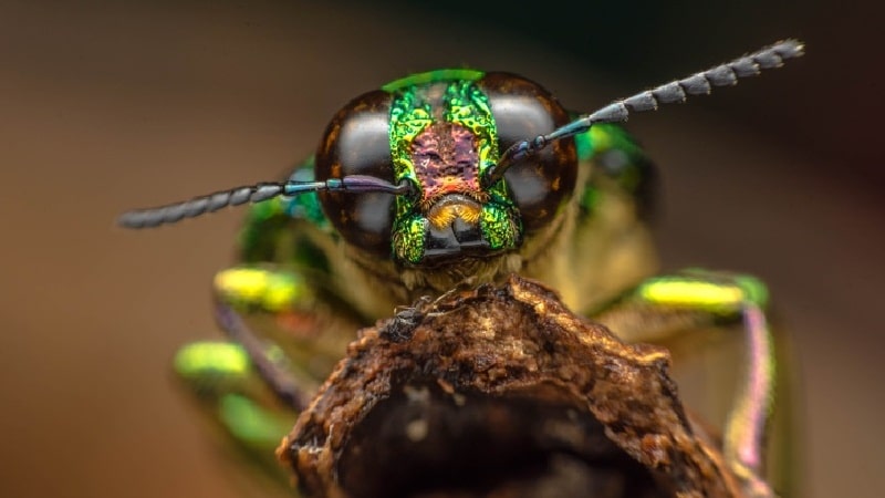 variedad de insectos