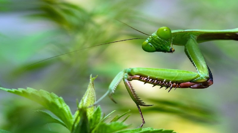 variedad de insectos