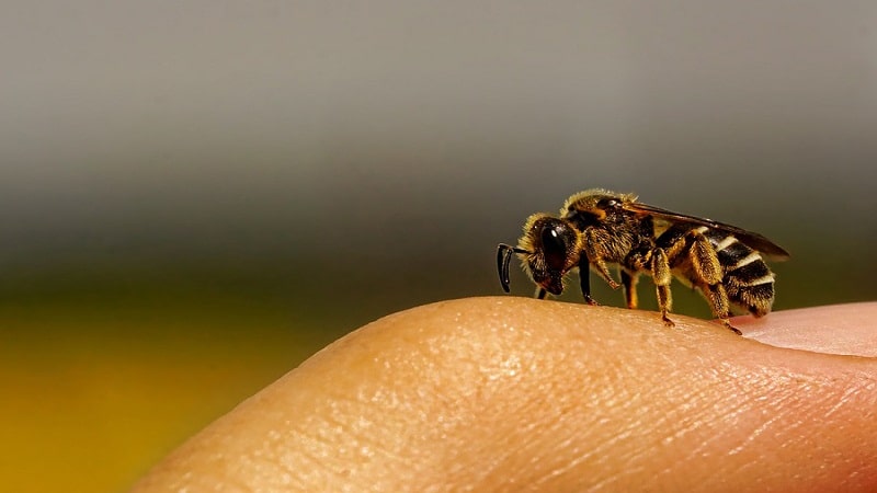 veneno de abeja