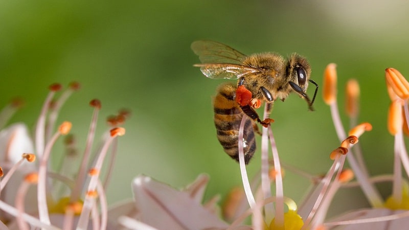 veneno de las abejas