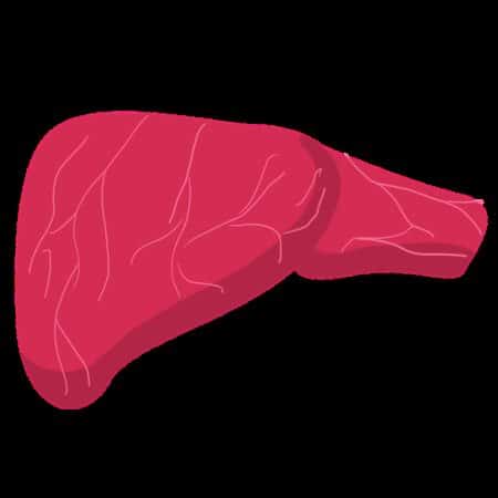 liver, anatomy, body part