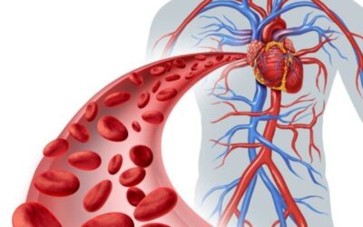 como saber si los tejidos del sistema circulatorio estan sanos fluyendo con vida