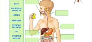 como se desarrollan los tejidos del sistema digestivo el camino de los alimentos