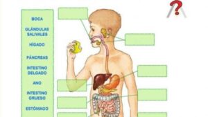 como se desarrollan los tejidos del sistema digestivo el camino de los alimentos