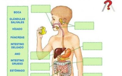 como se desarrollan los tejidos del sistema digestivo el camino de los alimentos