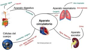 como se desarrollan los tejidos del sistema digestivo el viaje en formacion