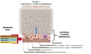 cuando los tejidos de los vasos sanguineos se regeneran la red de la vida renovada