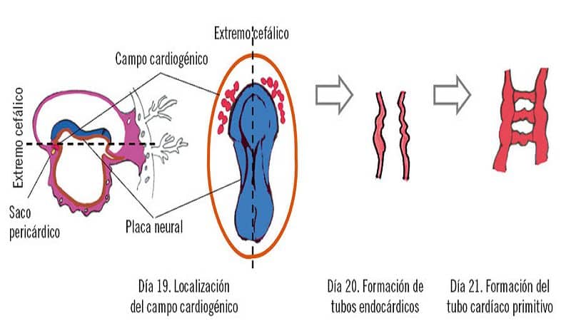 desarrollo del sistema circulatorio en el embrion 1