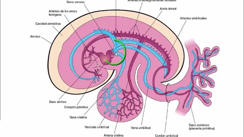 desarrollo del sistema circulatorio en el embrion.