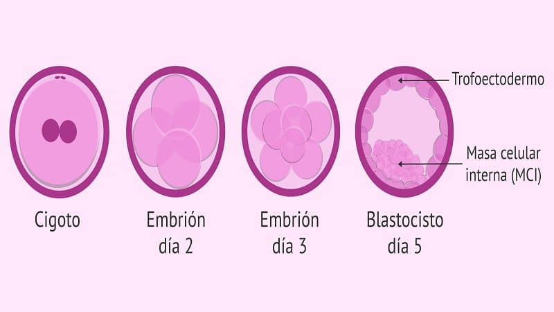 desarrollo del sistema circulatorio en el embrion. 1 1