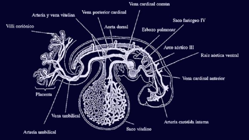 desarrollo del sistema circulatorio en el embrion