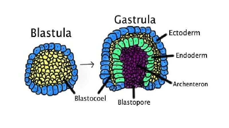 gastrulacion 1