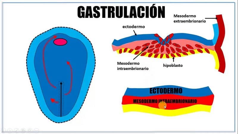 gastrulacion 2