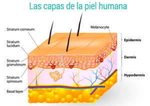 para que sirven los tejidos de la piel la barrera externa