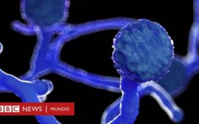 por que algunas enfermedades son mas mortales que otras la cara oscura de la biologia