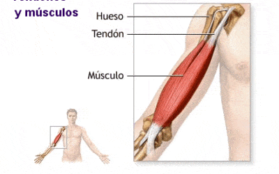 por que los tejidos del sistema muscular son tan fundamentales los motores de movimiento