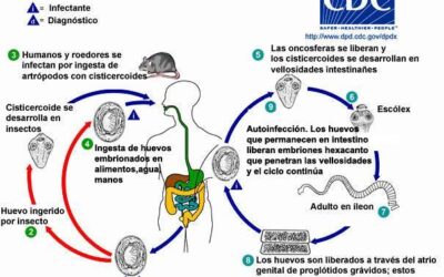 que sucede durante la formacion del sistema excretor en el embrion preparandonos para eliminar los desechos