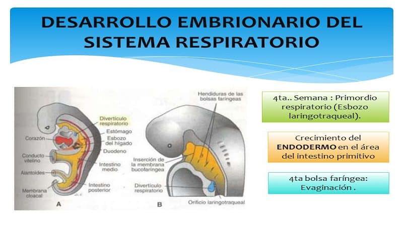 respiracion 4 1