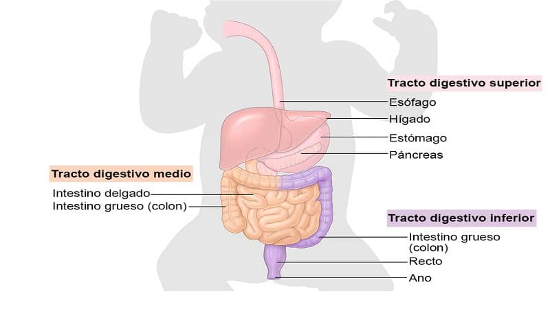 sistema 1