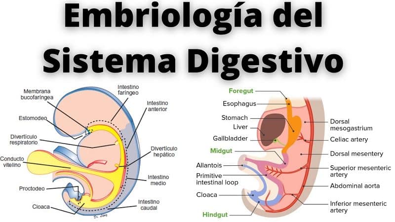 sistema 2