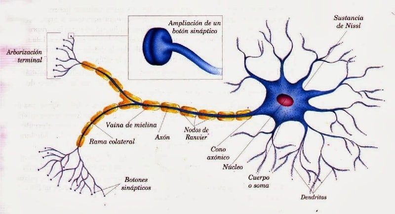 tejido nervioso 2