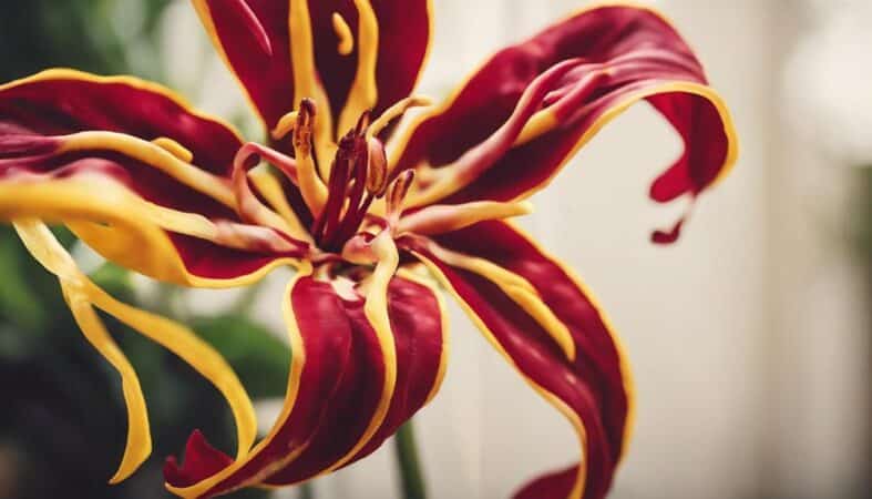 beautiful red flower blooming