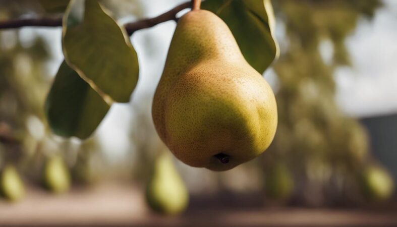 catalan pear orchard blooming