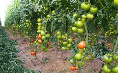 cmo aumentar la cosecha de tomates en un invernadero