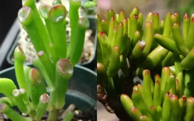 cmo cuidar y propagar adecuadamente crassula ovata gollum