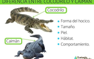 cocodrilo vs caimn tamao apariencia hbitat comparados