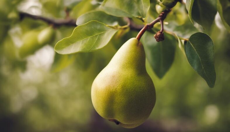 common pear tree species