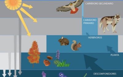 componentes funcionales de un ecosistema una gua completa