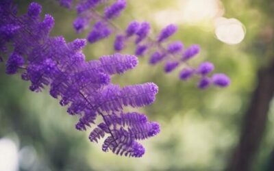 cuidado de jacaranda mimosifolia