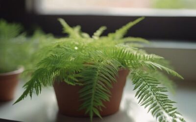 cuidado de mimosa pudica