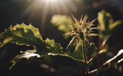 cuidado planta corona cristo