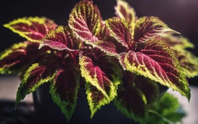 cuidados para un coleus