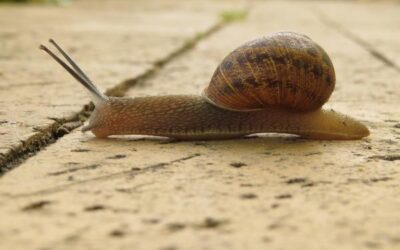 esperanza de vida del caracol cunto tiempo viven los caracoles en la naturaleza