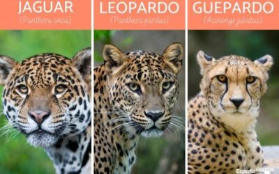 jaguar leopardo y guepardo diferenciando las diferencias