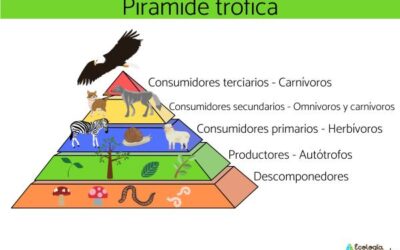 qu son los consumidores terciarios y algunos ejemplos