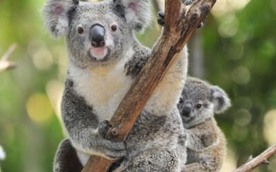 sabas estas 15 fascinantes curiosidades sobre el koala