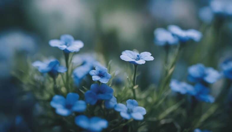 small blue flowering plants